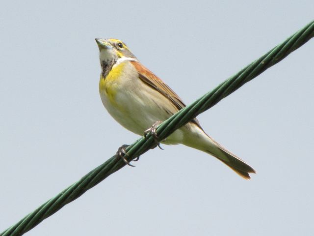 Dickcissels